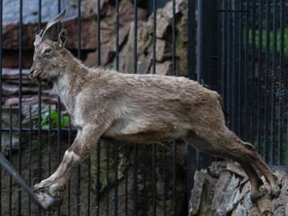 Naklejka na ściany i meble Mountain goat in the Moscow zoo