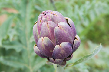 Fresh artichokes in garden, Vegetables for a healthy diet. Horticulture in Sicily, Italy
