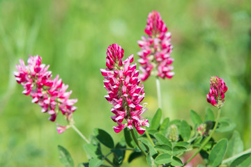 Obraz premium pink flowers of Sulla with which an excellent honey is produced in Sicily, Italy