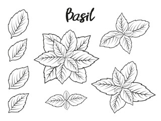 Collection of elements, basil, leaves and bunch . Objects for packaging, advertisements. Isolated image. Cartoon. Vector illustration. Black and white. Monochrome.