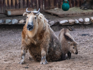 Fototapeta premium Bull in the Moscow Zoo