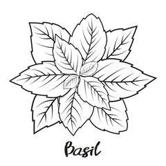 Fototapeta premium Bunch of parsley. Objects for packaging, advertisements. Isolated on white. Vector illustration. Cartoon. Black and white.