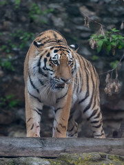 Fototapeta na wymiar Tiger in the Moscow Zoo