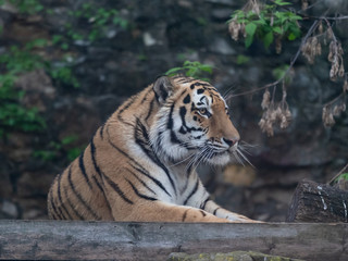 Tiger in the Moscow Zoo