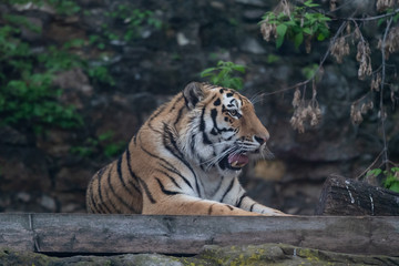 Tiger in the Moscow Zoo