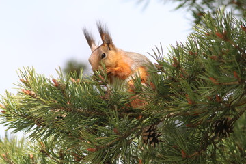 squirrel on a tree