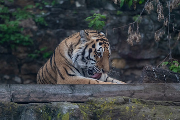 Tiger in the Moscow Zoo