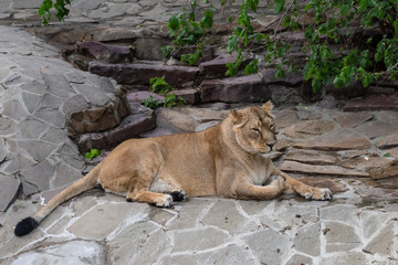 Fototapeta na wymiar Lioness in the Moscow Zoo