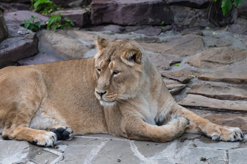 Lioness in the Moscow Zoo