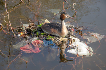 Great crested grebe on a nest made of trash and branches in a pond in a city park