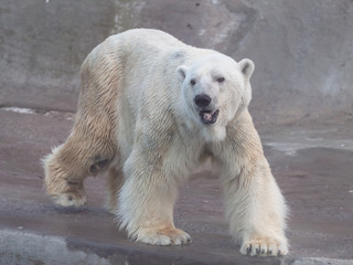 Polar bear in the Moscow zoo