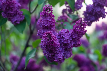 Obraz premium Dark lilac flowers in spring