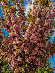 Branches of sakura tree in blossom closeup on blue sky background