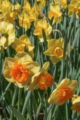 Yellow Daffodils on a sunny spring day