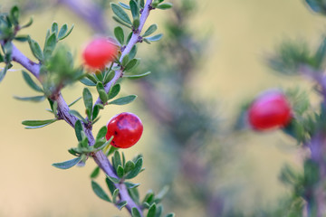 Red Wild fruits, in Patagonia Forest, Argentina