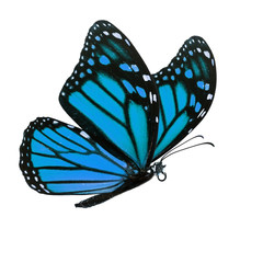 Beautiful monarch butterfly