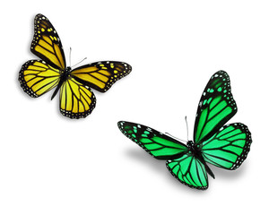 Fototapeta na wymiar colorful monarch butterfly