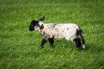 Lamb In A Field
