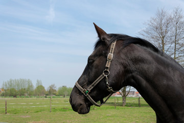 Nice portrait of a black horse in the field with a blue sky