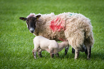 Lamb Feeding From Sheep