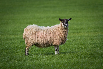 Sheep