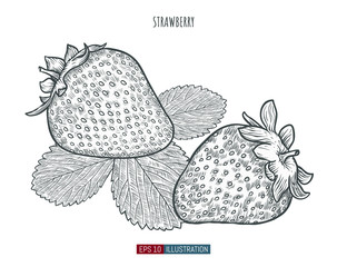 Hand drawn strawberry isolated. Template for your design works. Engraved style vector illustration.