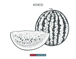Hand drawn watermelon isolated. Template for your design works. Engraved style vector illustration.