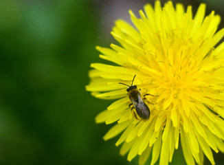 bee on flower