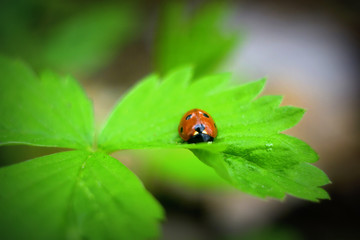 ladybug on green leaf