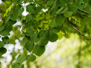 Japanischer Kuchenbaum (Cercidiphyllum japonicum) oder Katsura. Hübsche grüne Blätter in Form von Herzen