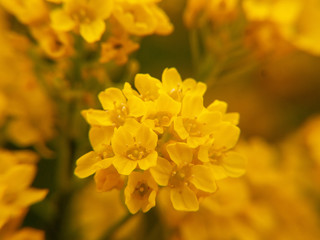 yellow flowers in the garden