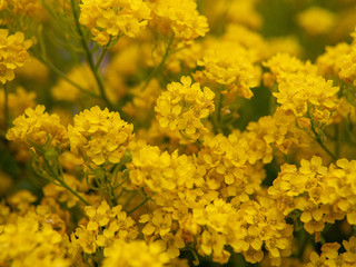 yellow flowers in the garden 