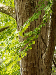 Japanischer Kuchenbaum (Cercidiphyllum japonicum) oder Katsura. Kodiforme Blätter, Dunkles und hartes Holz