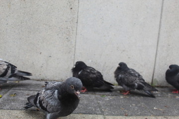 Obraz premium pigeons on the street