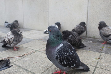 pigeons on the street