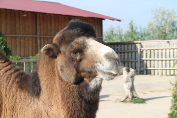 camel - ship of the desert