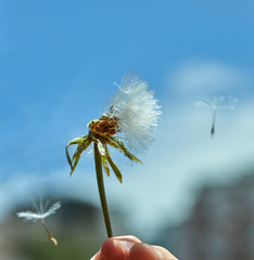 Blooming dandelion in nature against the blue sky.