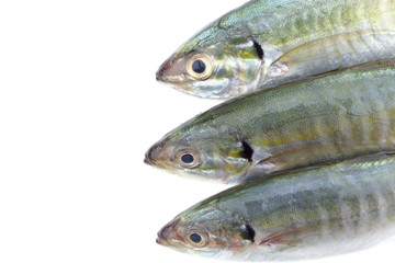 Fresh fish isolated on a white background