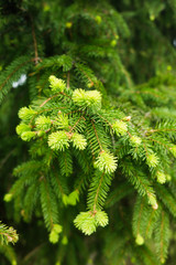 Fototapeta premium Young Green fir-tree branches.