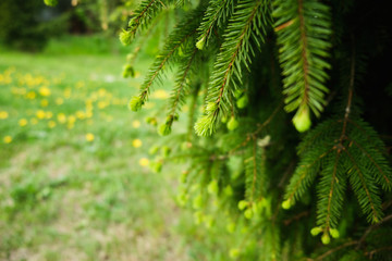 Young Green fir-tree branches.
