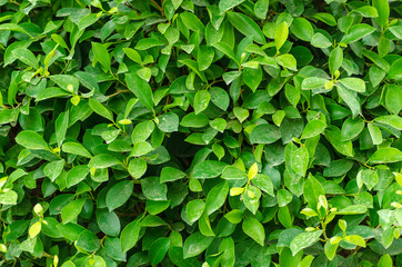 Fototapeta na wymiar Fresh Green laurel hedge leaves