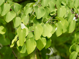 Fototapeta na wymiar (Cercidiphyllum japonicum) Japanischer Kuchenbaum oder Katsura. Kodiforme Blätter