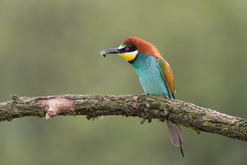 Spectacular portrait of European bee eater (Merops apiaster)