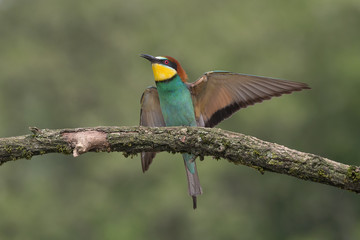 Landing of Bee eater (Merops apiaster)