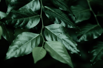 Glossy leaves of a bush plant