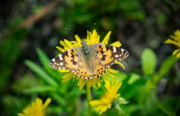  Beautiful butterfly on a dandelion flower on a clear spring day