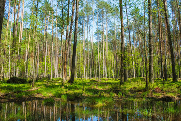 Fototapeta na wymiar Wetlands of Ukraine in spring. Water reflects trees.