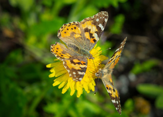  Beautiful butterfly on a dandelion flower on a clear spring day