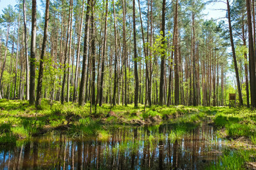 Hunting ground in spring in Ukraine. Water reflects trees.