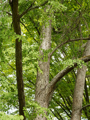 Japanischer Kuchenbaum (Cercidiphyllum japonicum) oder Katsura. Kodiforme Blätter, Dunkles und hartes Holz